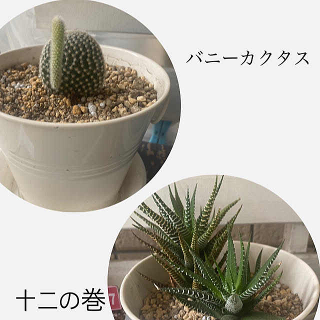 YuuKoさんの実例写真