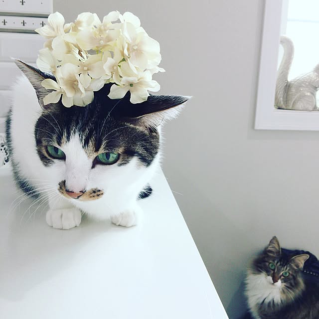 yuchiさんの実例写真