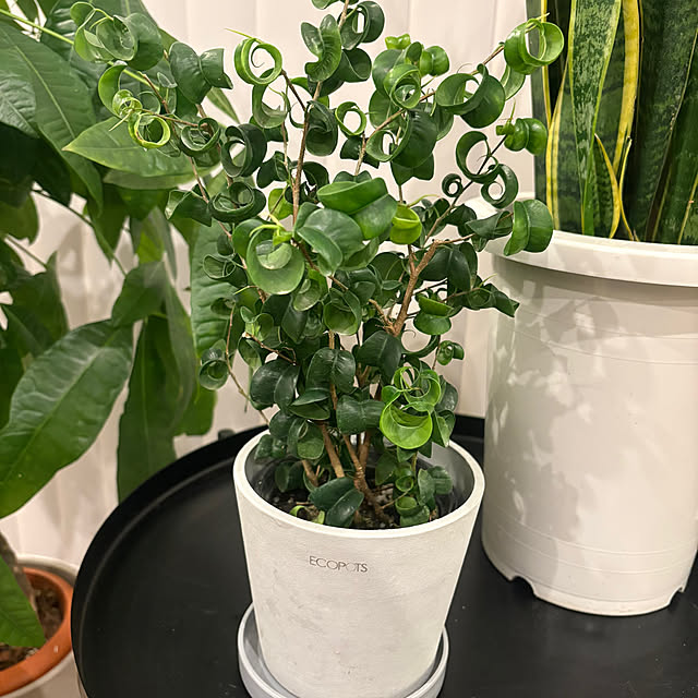 Risaさんの実例写真