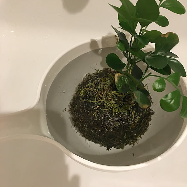 acoさんの実例写真