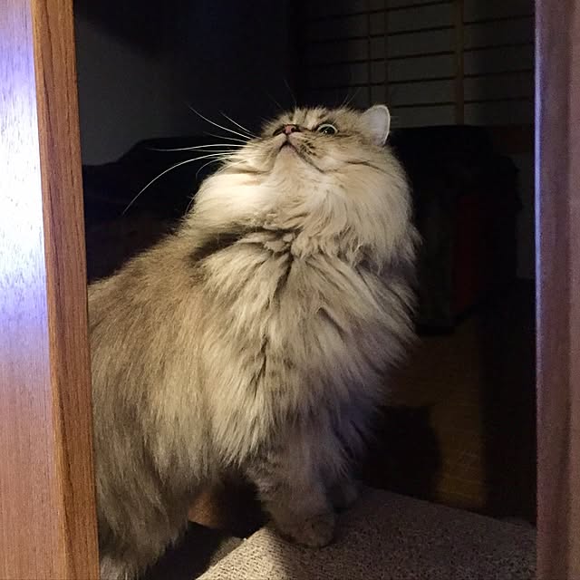 butachanさんの実例写真