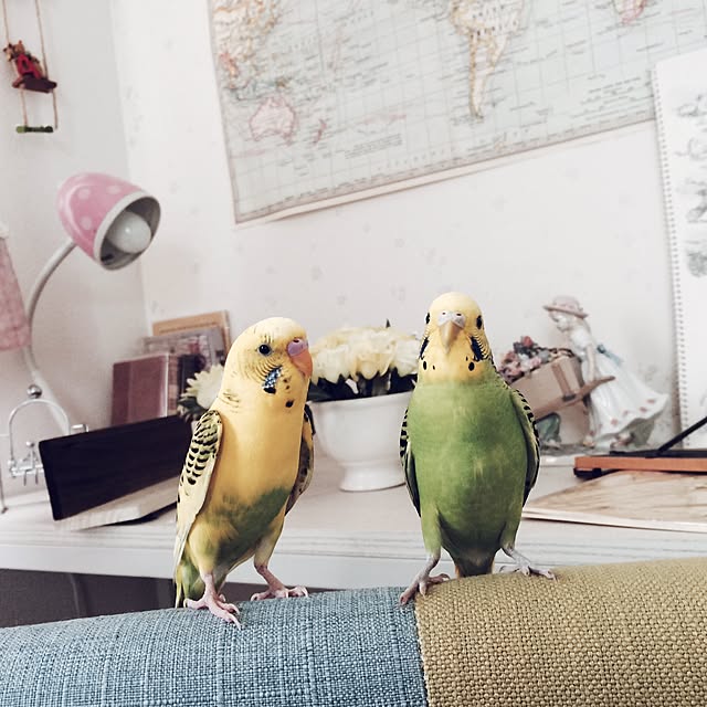 pinoさんの実例写真