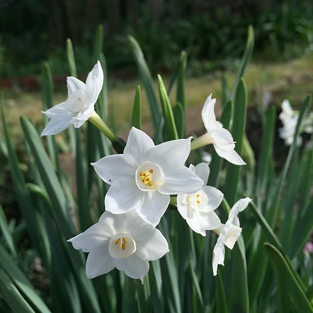 happygardenさんの実例写真