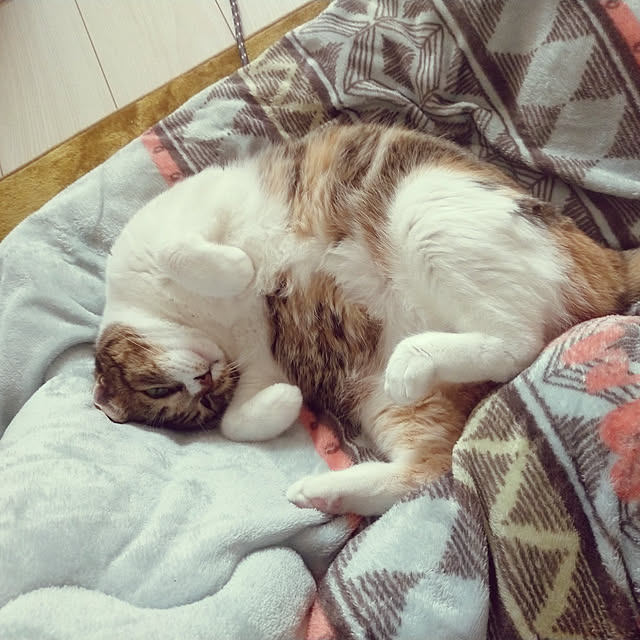 nnk.akさんの実例写真