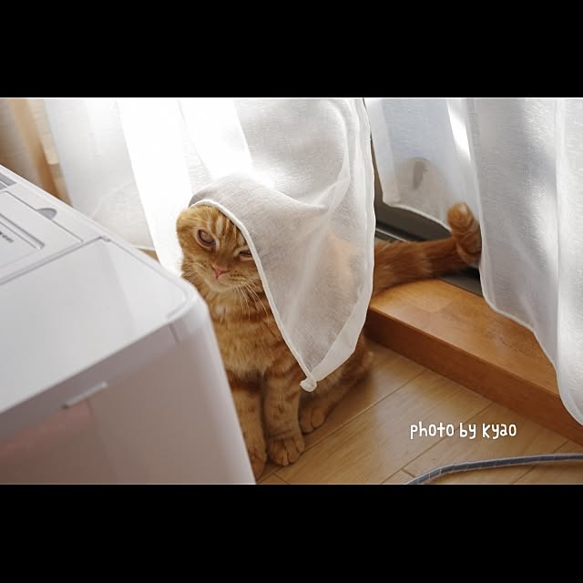 実例写真