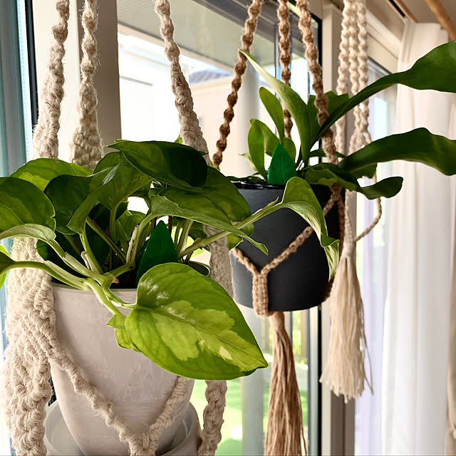 BotaNice/植物のある暮らし/コバエ対策/多肉植物/観葉植物...などのインテリア実例 - 2021-05-15 08:56:53
