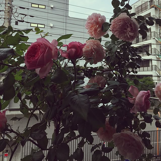greenroseさんの実例写真