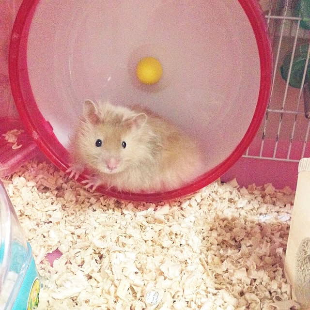 emiさんの実例写真