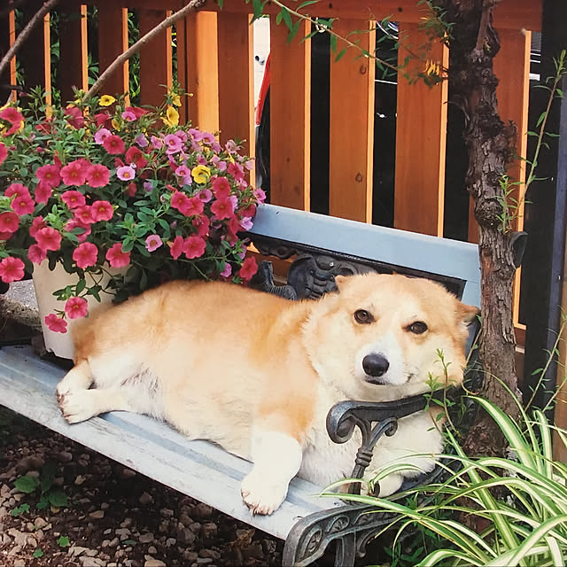 brownyさんの実例写真