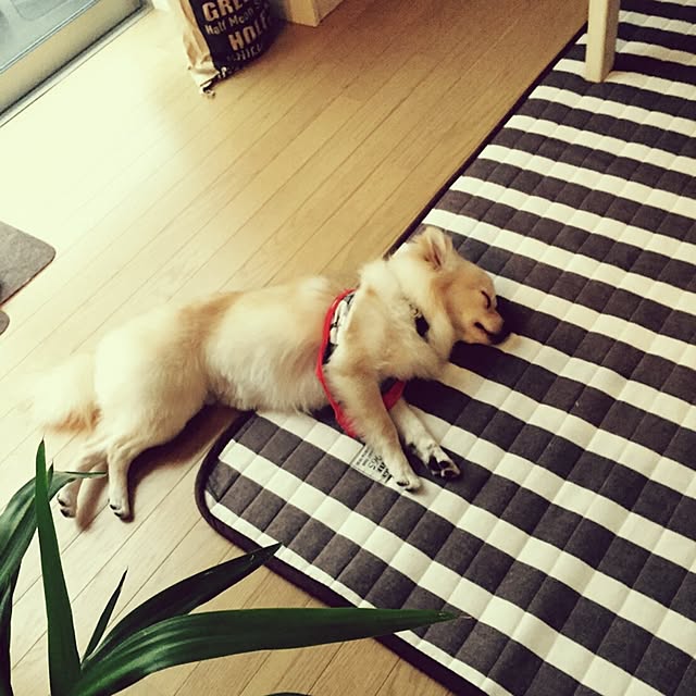 takakoさんの実例写真