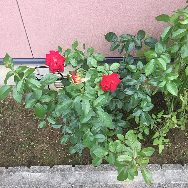 kakoさんの実例写真