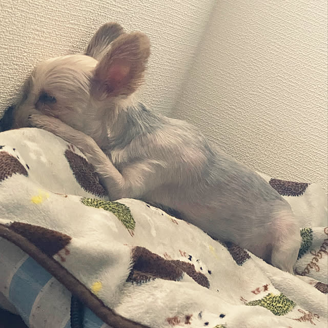 ohanaさんの実例写真