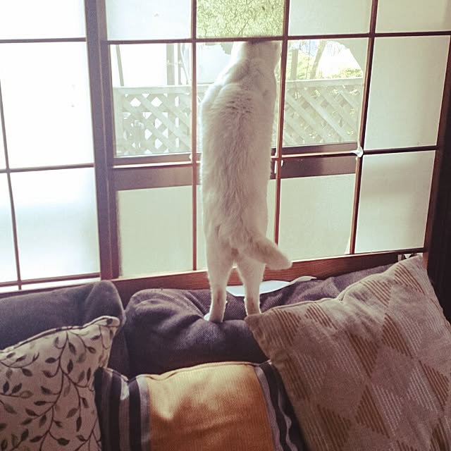 amifuuさんの実例写真