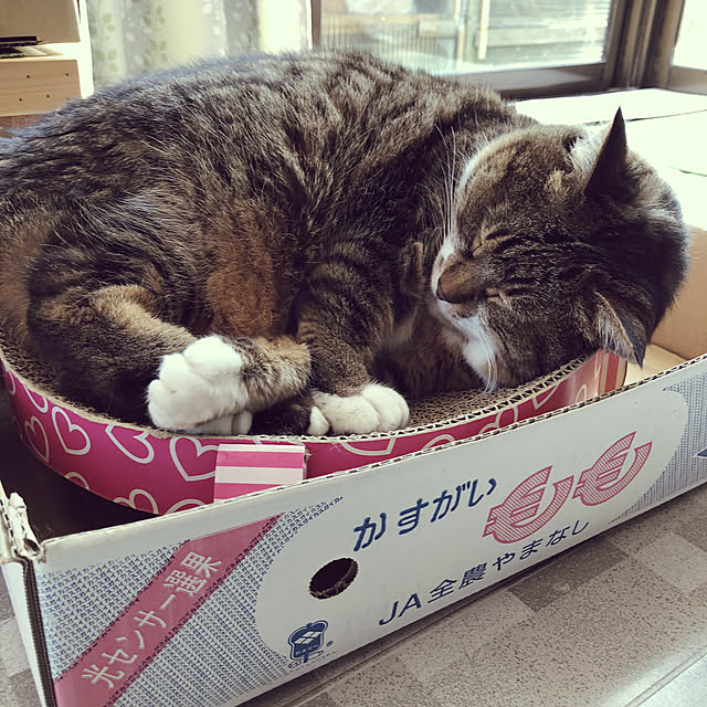 Laylaさんの実例写真