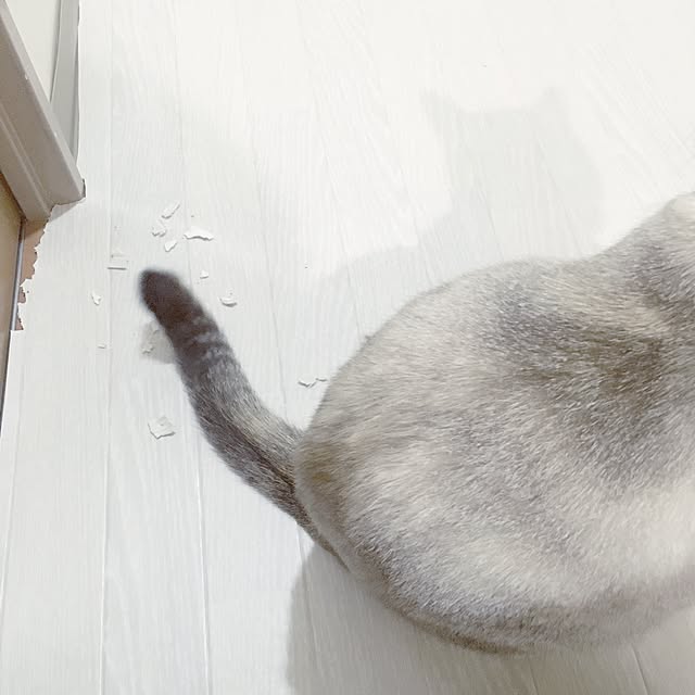 noelさんの実例写真