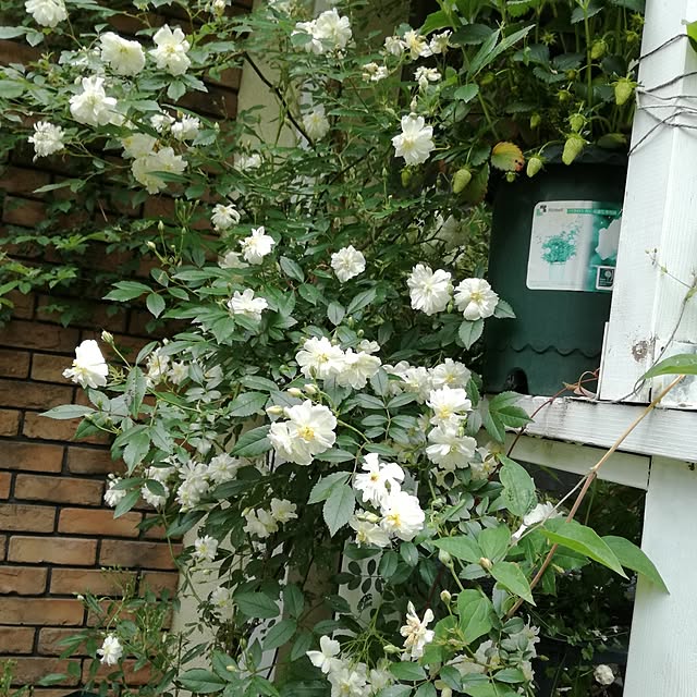 jjjiyasiさんの実例写真