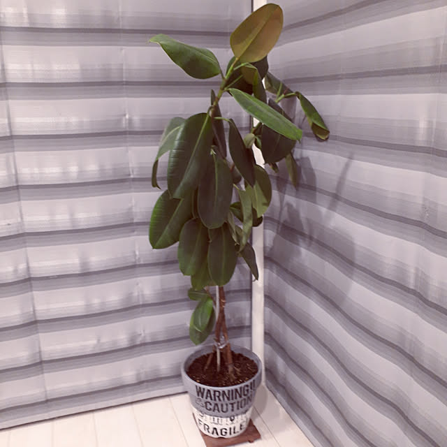 m.coccoさんの実例写真