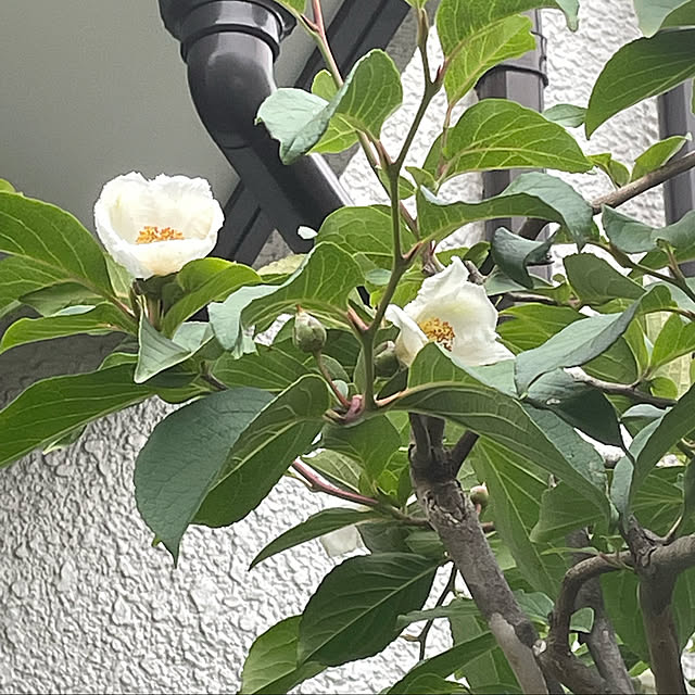 mamizaさんの実例写真