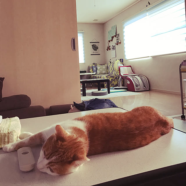 Toyomiさんの実例写真