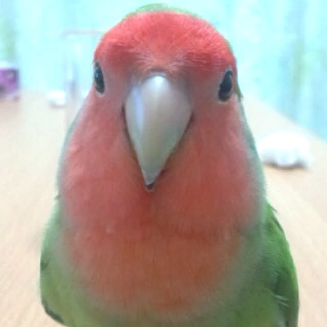 madokaさんの実例写真