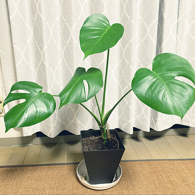 Komomoさんの実例写真