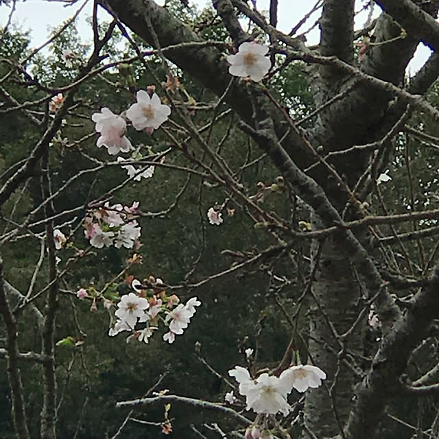AKANEさんの実例写真