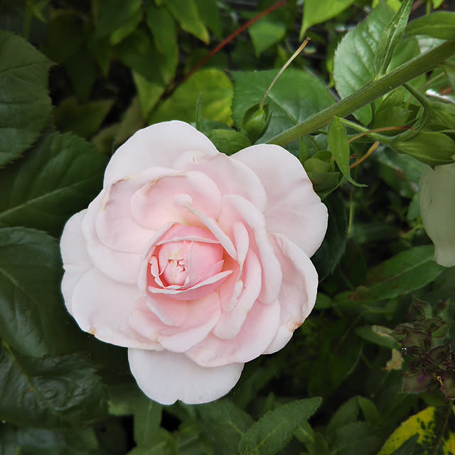 sa.yさんの実例写真