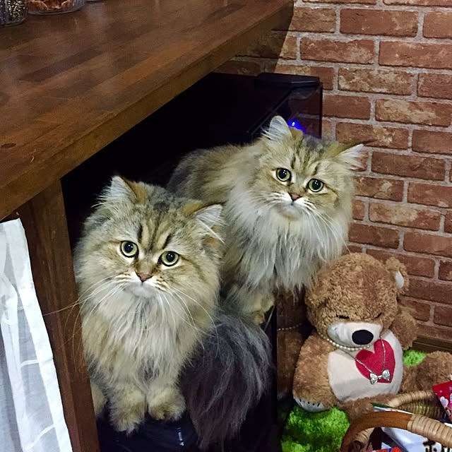 butachanさんの実例写真