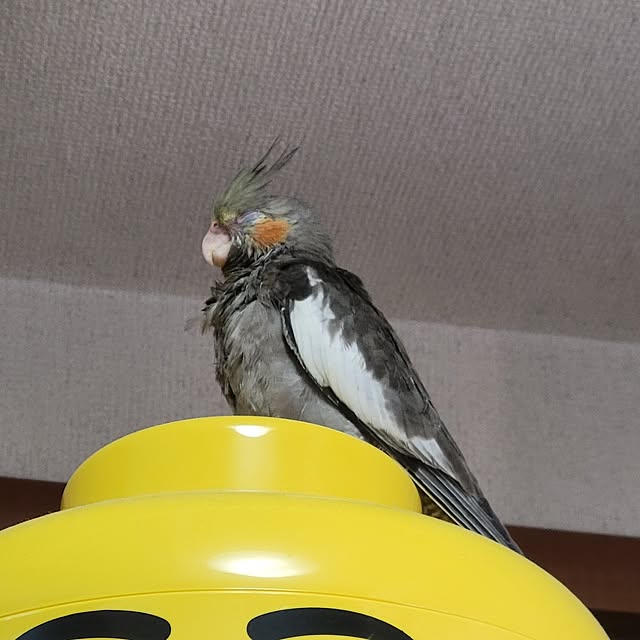 ANTENNAさんの部屋
