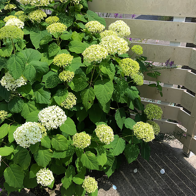 fuwalilyさんの部屋