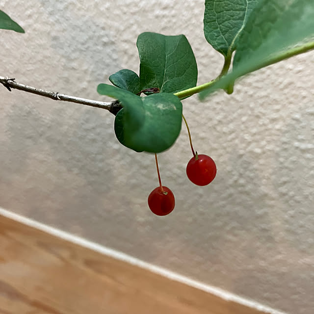 ikubooさんの部屋