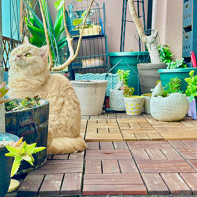 naokoさんの実例写真