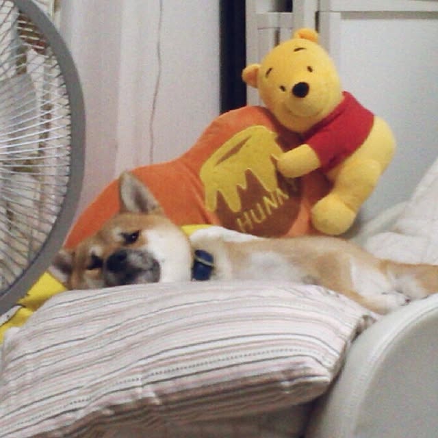 kotaさんの実例写真