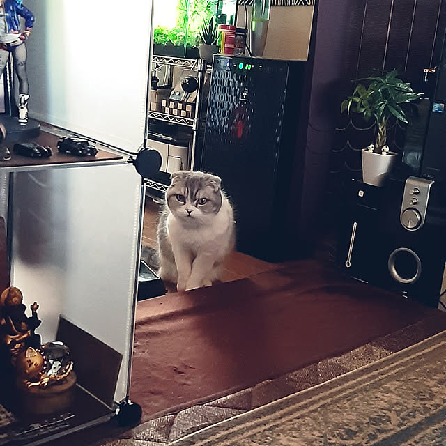 tosi66554さんの実例写真