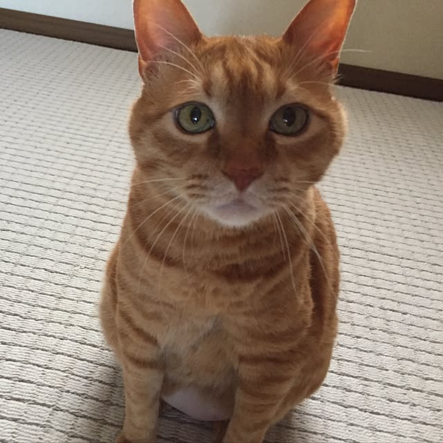 ellie_myloveさんの実例写真