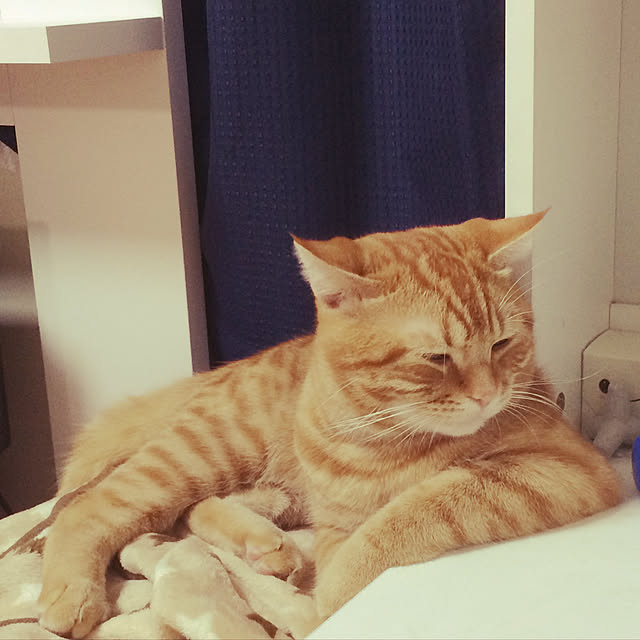 nekoさんの実例写真