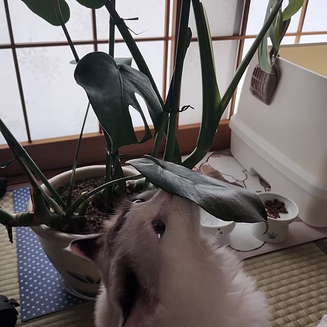 sawa0127さんの実例写真