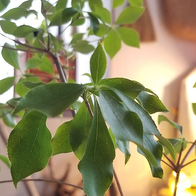 midoriさんの部屋
