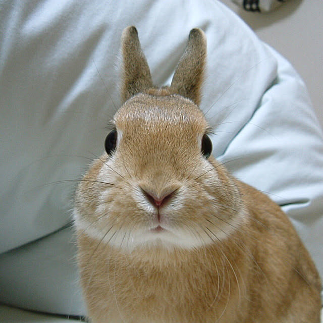 chataさんの実例写真
