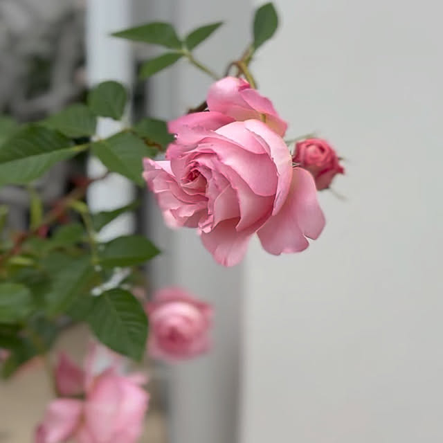 choさんの部屋