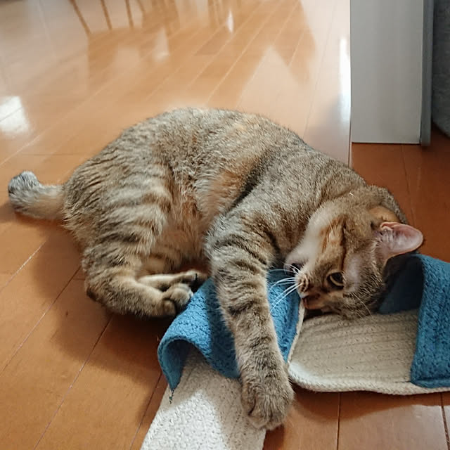 maikyさんの実例写真