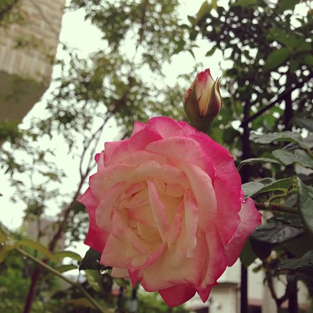 sakuさんの実例写真