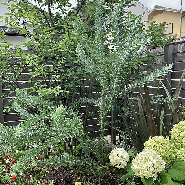 yuzさんの実例写真