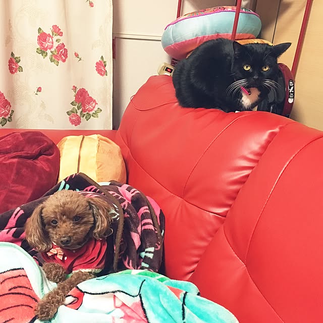 Hecacoさんの実例写真