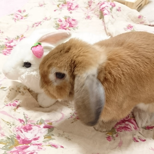 ruruさんの実例写真