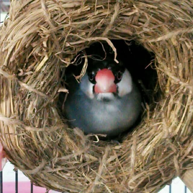 ponkichiさんの実例写真