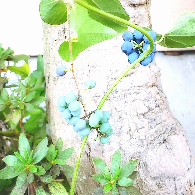 cherrycherryさんの実例写真