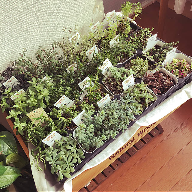 uchidaizuさんの実例写真