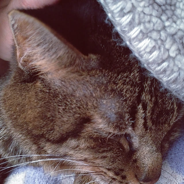 kittenblueさんの実例写真