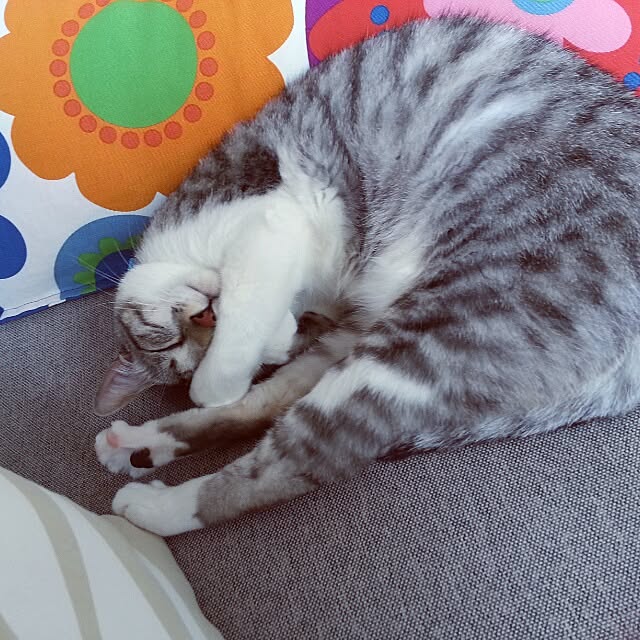 Tuuliさんの実例写真